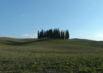 Cypresses in the Tuscan countryside