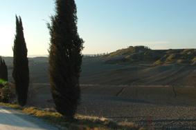Tuscany roadside with trademark Cypress trees
