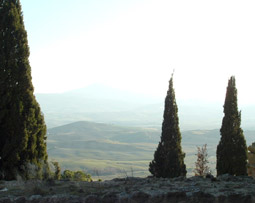 Flame Cypress trees