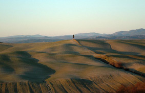 Tuscan hills adorned with a solitary cypress tree