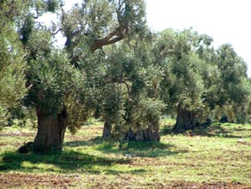 Olives trees in Tuscany